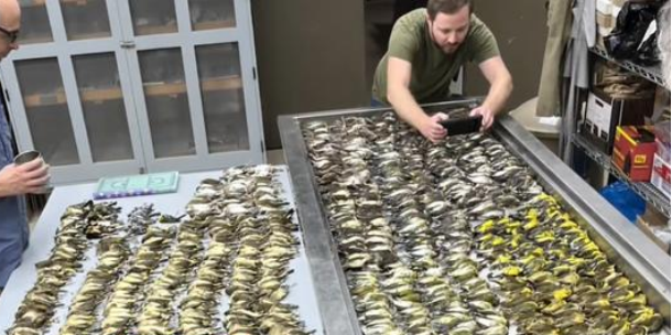 九游體育：自帶導航系統的候鳥卻容易栽在玻璃幕墻上？