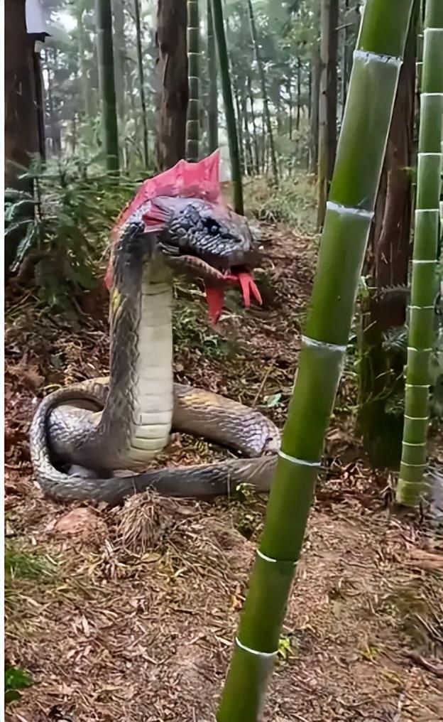 27歲女游客被蛇咬身亡！身材一絕是家中獨生女膚白貌美太可惜(圖11)