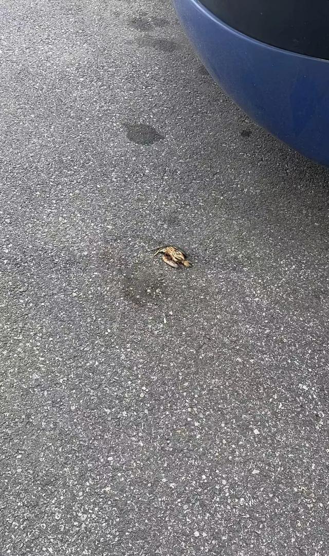 九游體育：武漢天河機(jī)場(chǎng)疑多只翠鳥撞玻璃死亡目擊者：T3航站樓玻璃幕墻下看到5只翠鳥尸體；工作人員回應(yīng)(圖2)