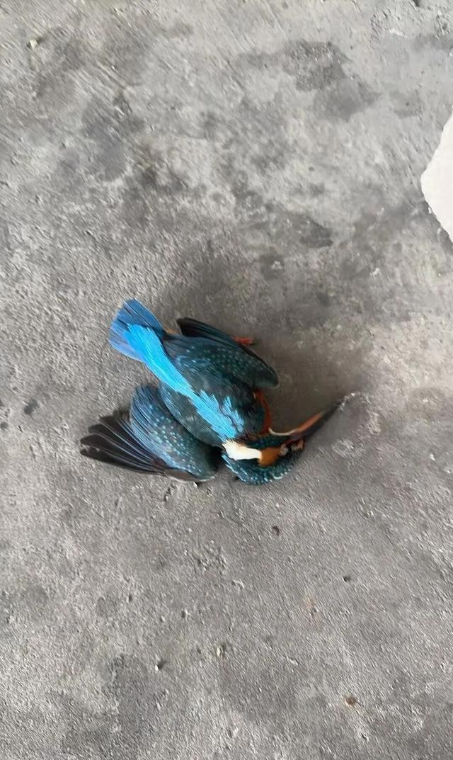 九游體育：武漢天河機場疑多只翠鳥撞玻璃死亡目擊者：T3航站樓玻璃幕墻下看到5只翠鳥尸體；工作人員回應